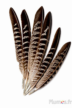 Feldfasan - 18-22 cm - natur